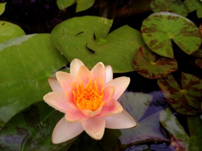 Flower Plant Flora Aquatic Plant