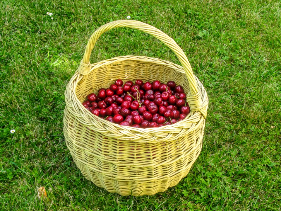 Fruit Basket Produce Grass