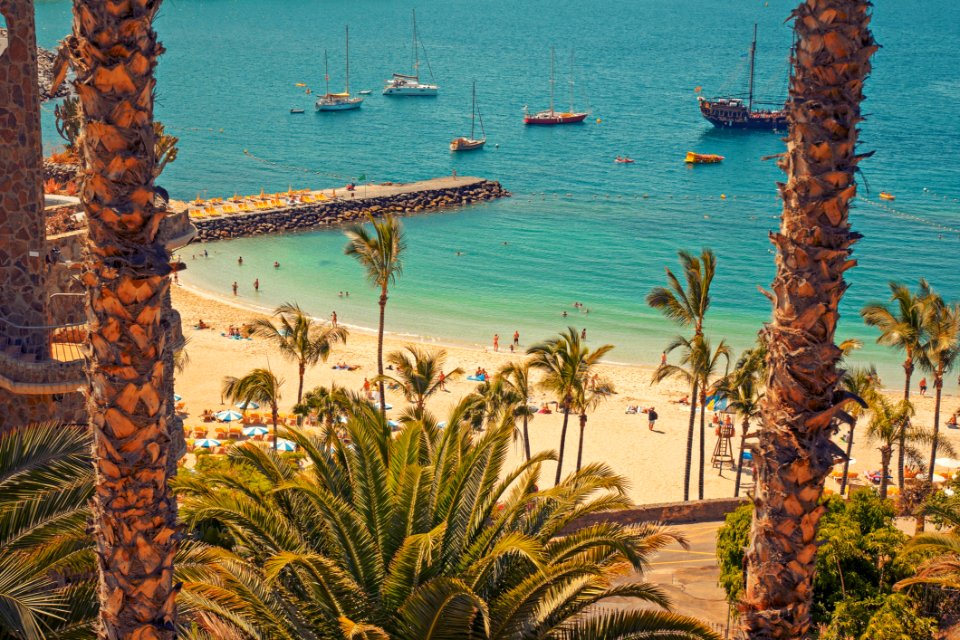 Body Of Water Sea Water Palm Tree