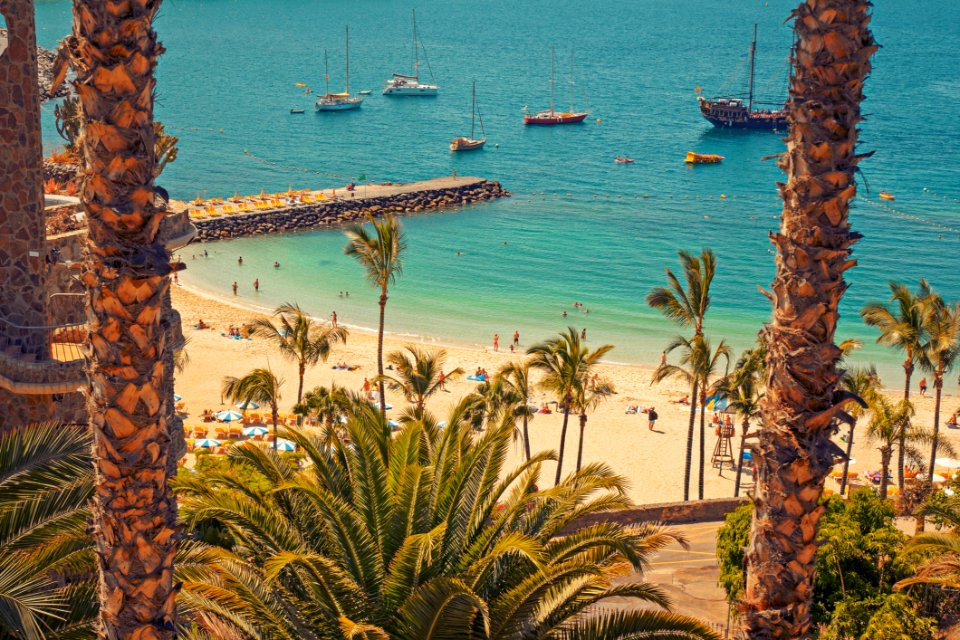 Body Of Water Sea Water Palm Tree photo