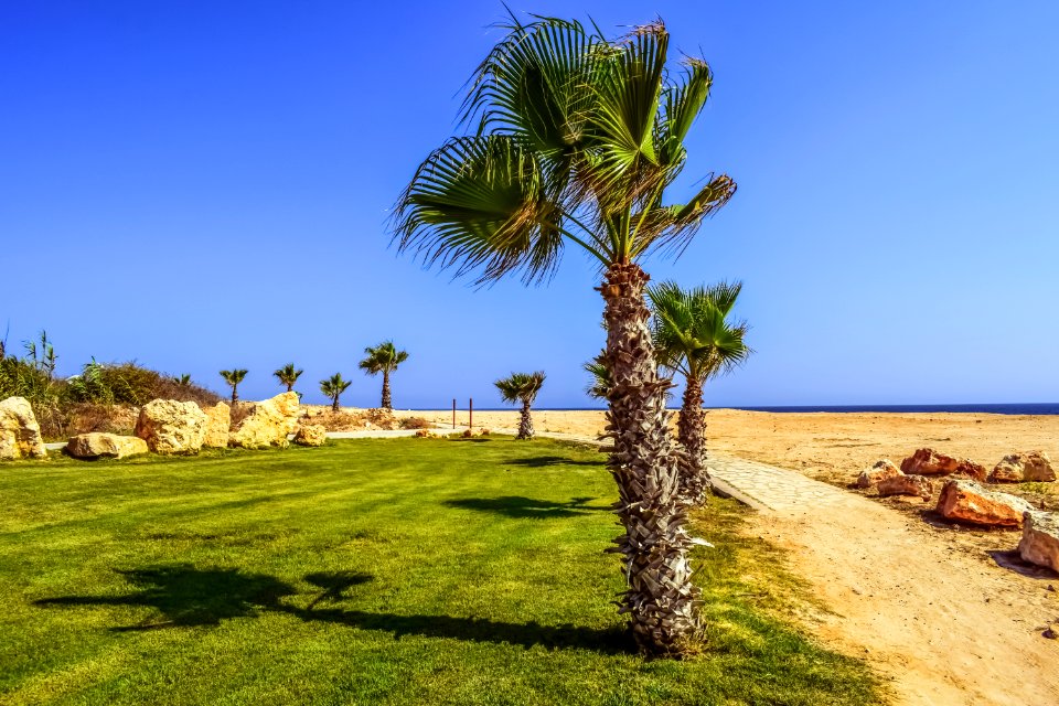 Sky Palm Tree Arecales Tree
