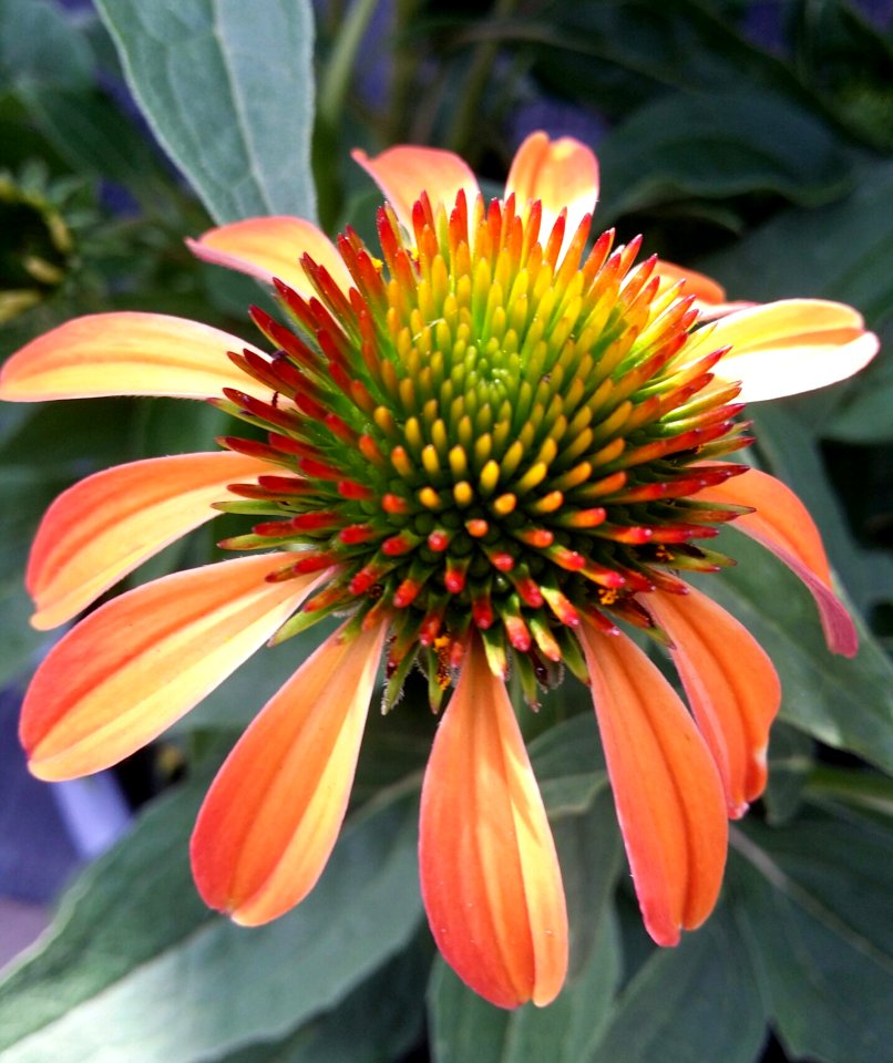 Flower Plant Coneflower Flora