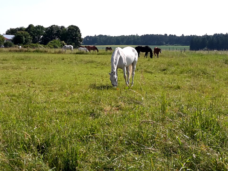 Grassland Pasture Grazing Ecosystem