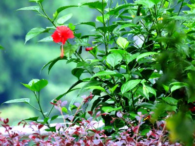 Plant Vegetation Flower Flora