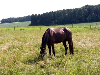 Horse Pasture Grassland Grazing photo
