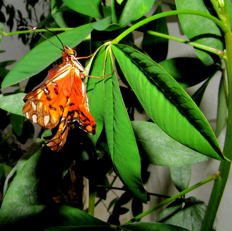 Insect Moths And Butterflies Butterfly Moth