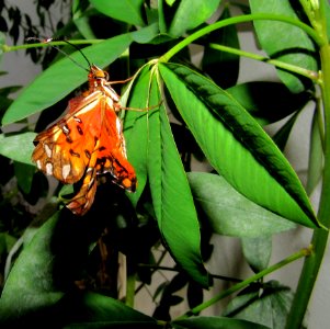 Insect Moths And Butterflies Butterfly Moth photo