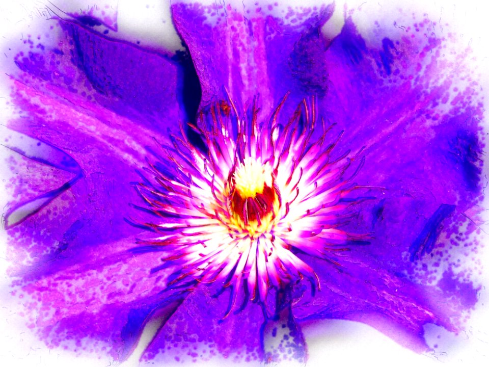 Flower Purple Violet Flowering Plant