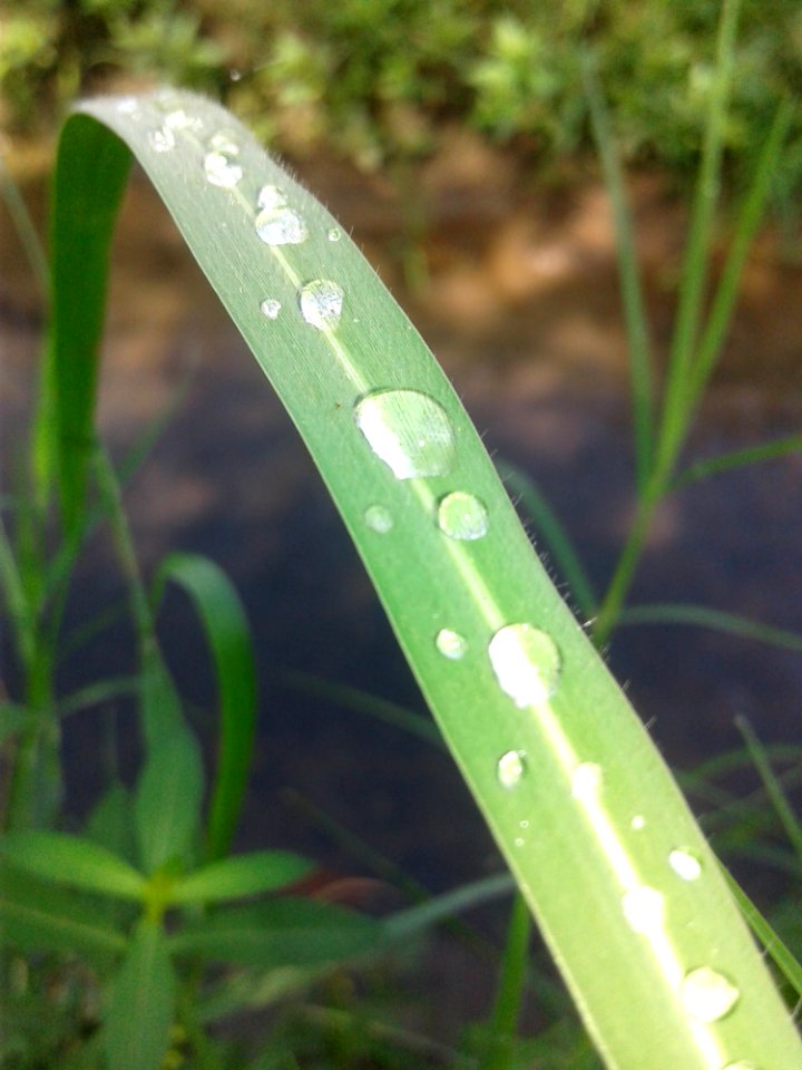 Water Leaf Moisture Dew