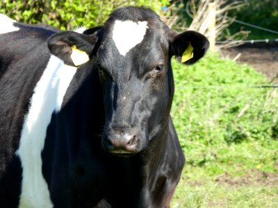 Cattle Like Mammal Horn Dairy Cow Dairy photo
