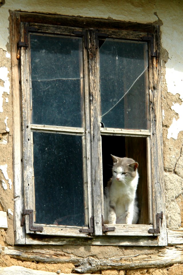 Window Cat Small To Medium Sized Cats Door