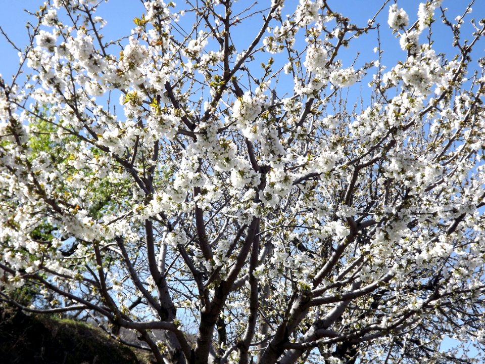 Blossom Branch Tree Plant