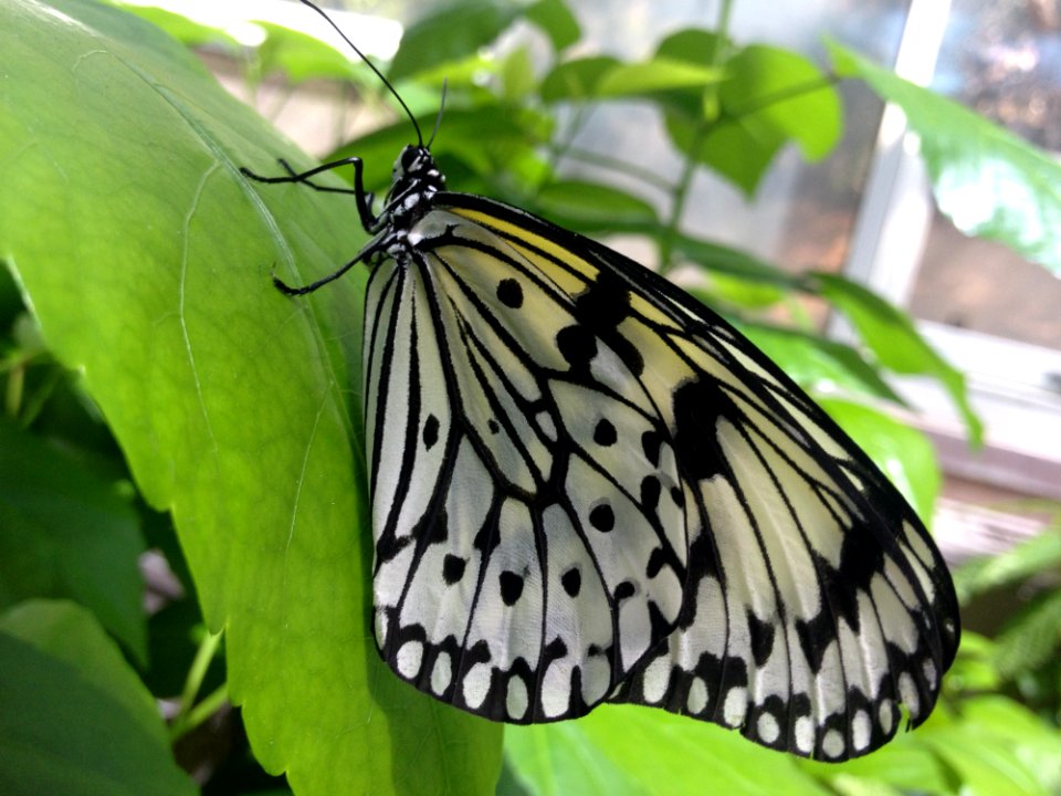 Butterfly Moths And Butterflies Insect Brush Footed Butterfly