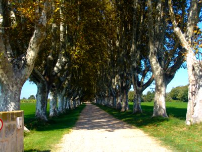 Tree Woody Plant Plant Grove photo