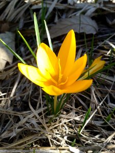 Flower Plant Flowering Plant Yellow