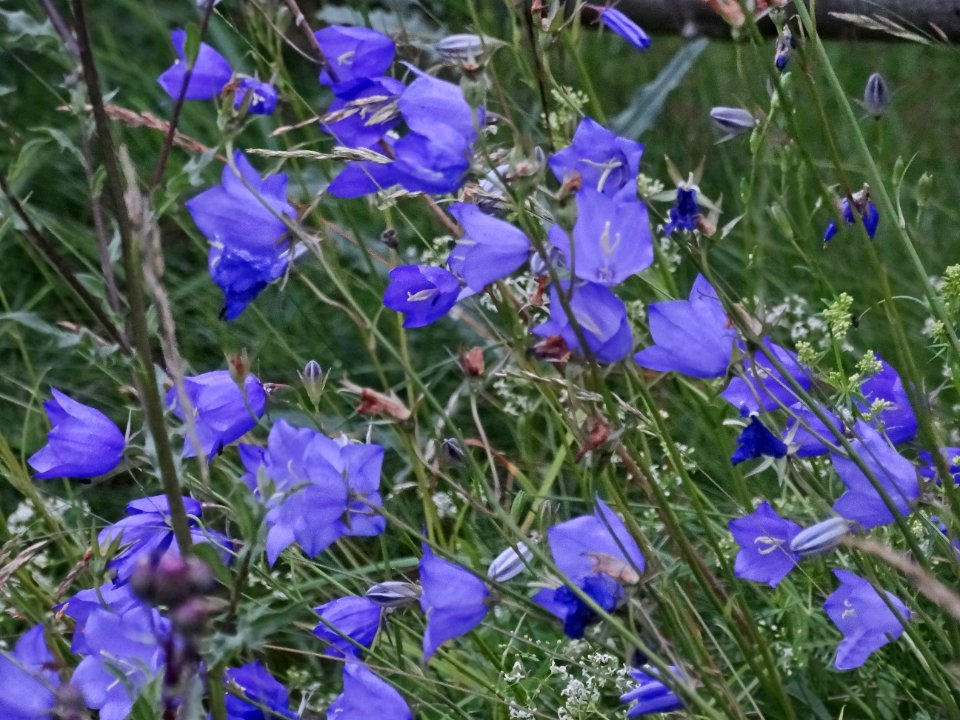 Plant Flower Blue Flora