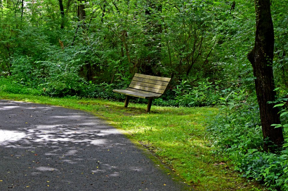 Path Woodland Nature Green