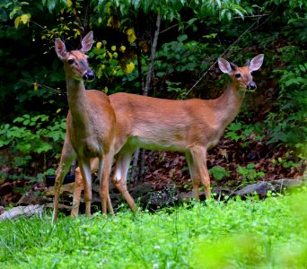 Wildlife Deer Fauna Mammal photo