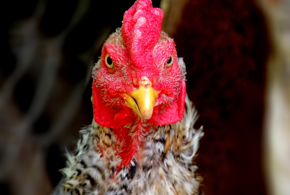 Chicken farm animal