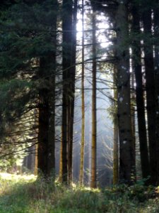 Forest Tree Ecosystem Woodland photo