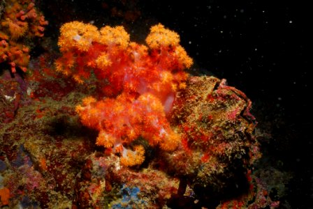 Coral Reef Marine Biology Underwater Coral photo