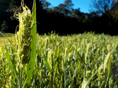 Crop Field Grass Grass Family