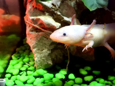 Fauna Fish Organism Ambystoma Mexicanum