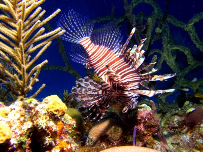 Lionfish Coral Reef Ecosystem Marine Biology photo