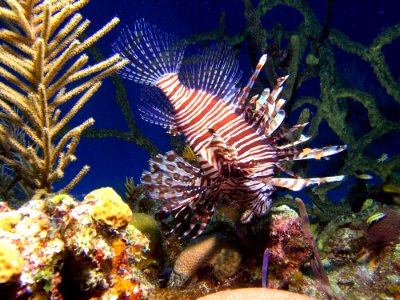 Lionfish Coral Reef Ecosystem Marine Biology