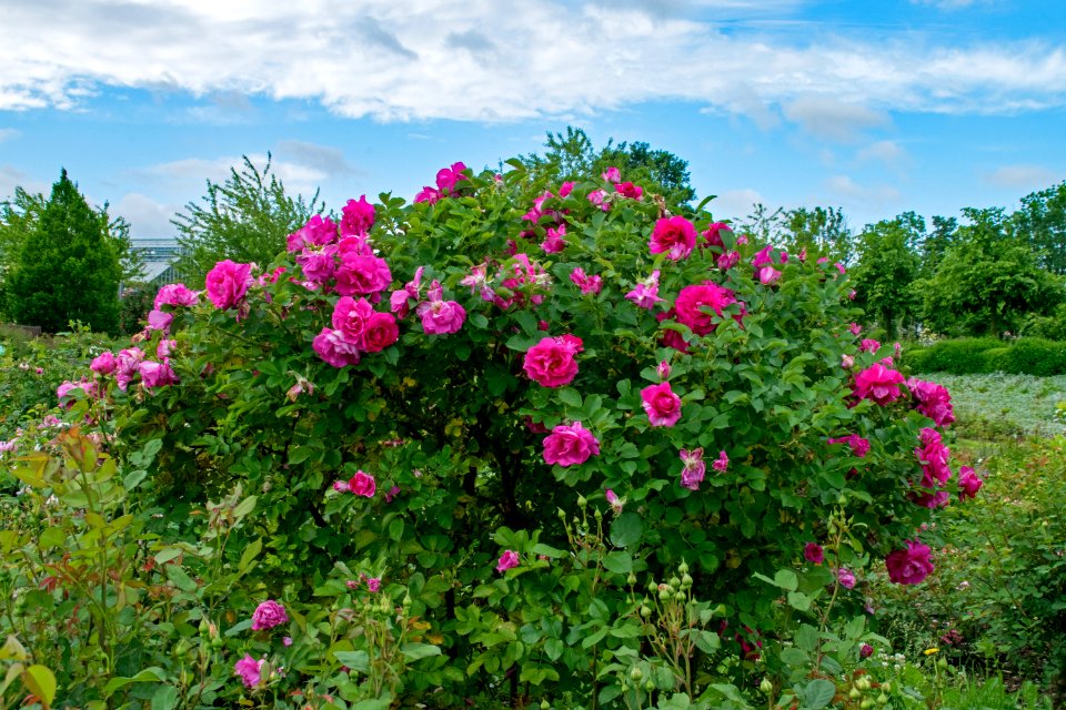 Flower Plant Rose Family Flowering Plant