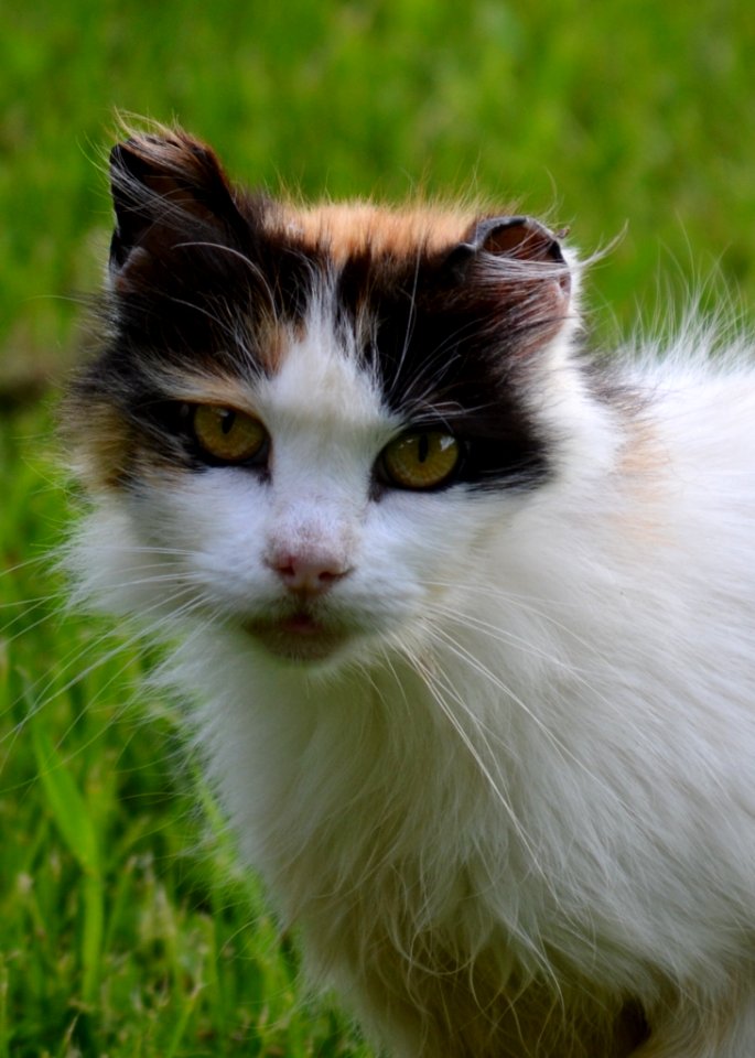 Cat Fauna Whiskers Small To Medium Sized Cats