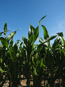 Green field agriculture photo