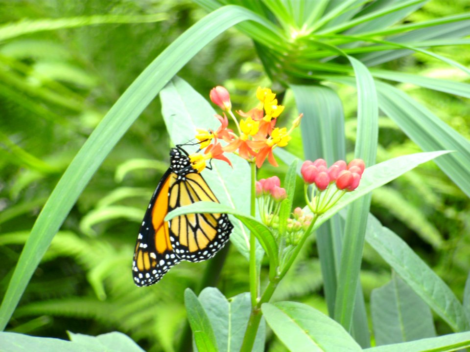 Butterfly Insect Moths And Butterflies Brush Footed Butterfly