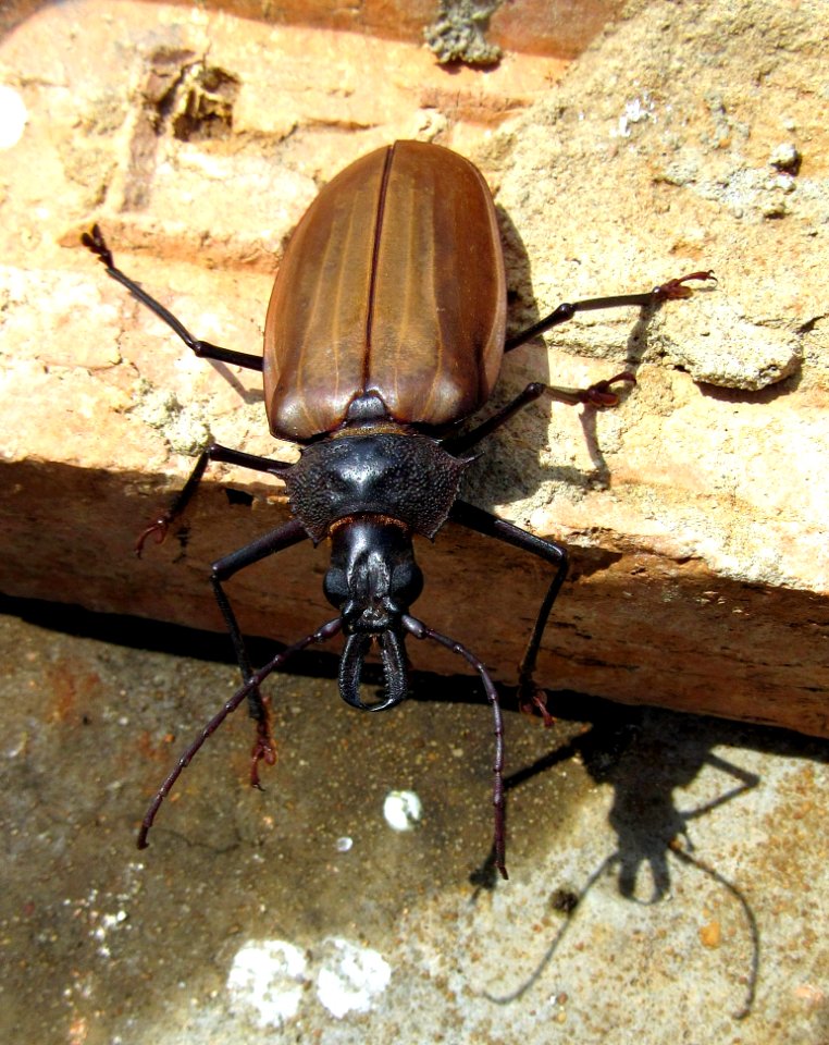 Insect Invertebrate Beetle Arthropod