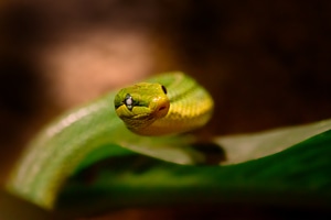 Animal snakehead close up photo