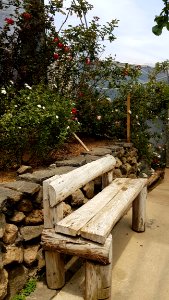 Bench Tree Plant Wood