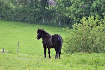 Pasture Horse Grassland Grazing