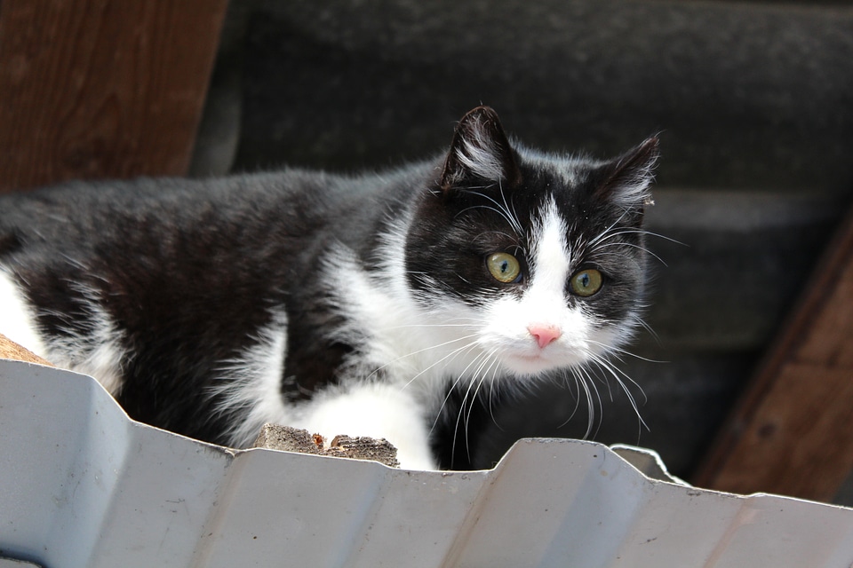 Curious animal cat's eyes