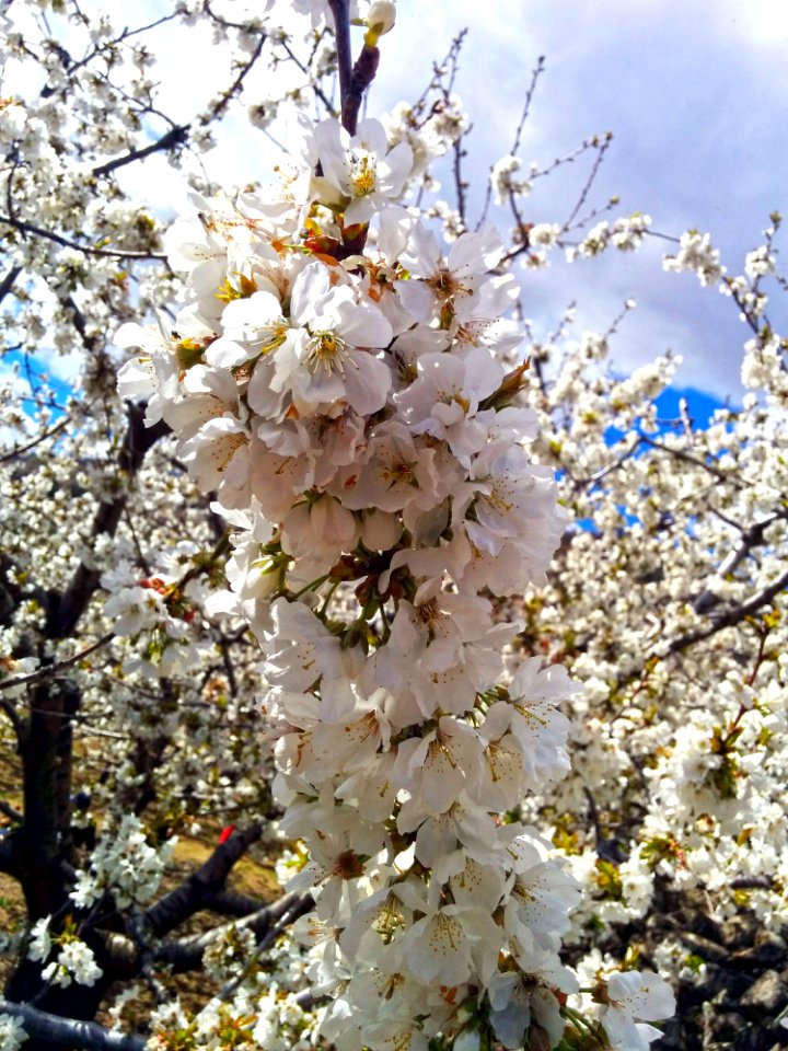 Blossom Branch Spring Cherry Blossom