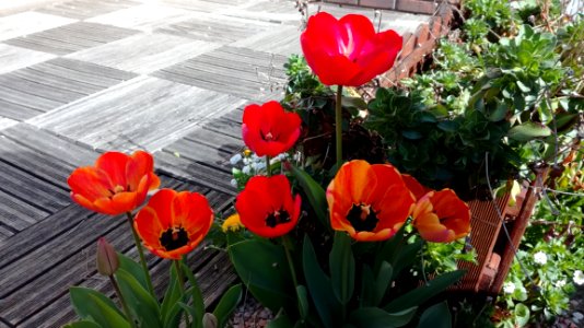 Flower Plant Flowering Plant Tulip