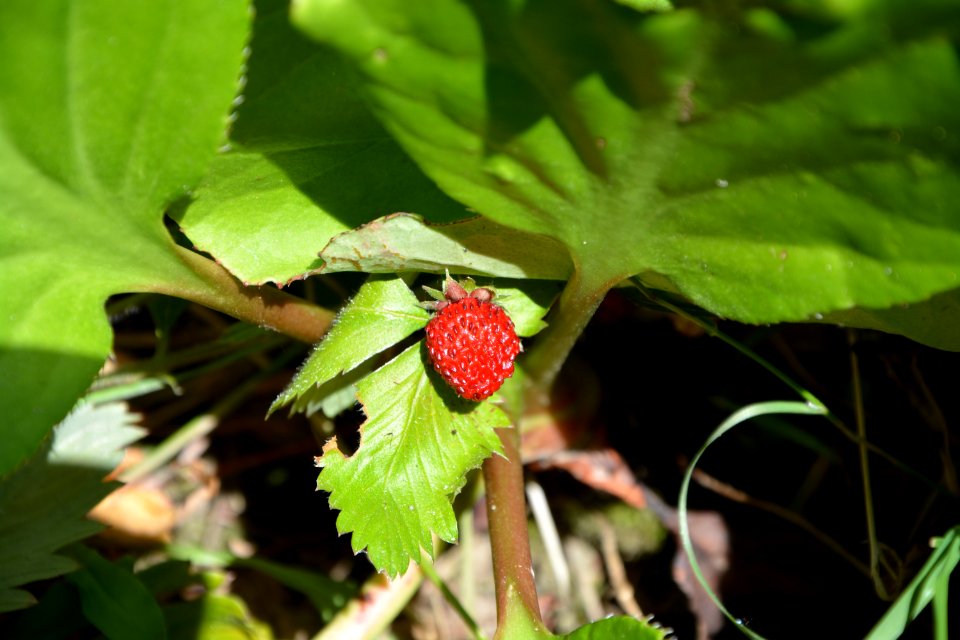 Strawberries Leaf Plant Strawberry