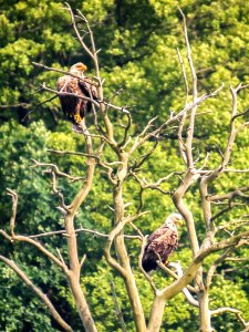 Bird Fauna Ecosystem Nature Reserve photo