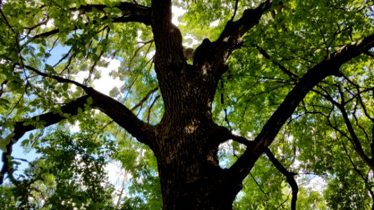 Tree Branch Woody Plant Plant