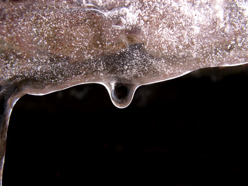 Water Close Up Organism Macro Photography