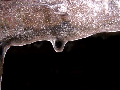 Water Close Up Organism Macro Photography photo