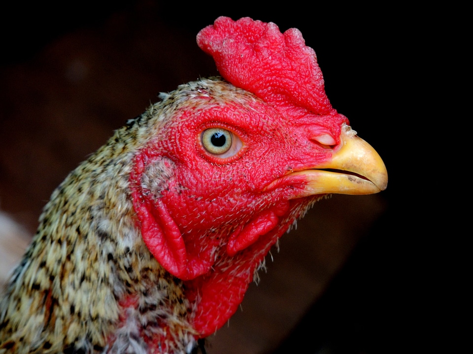 Chicken farm animal