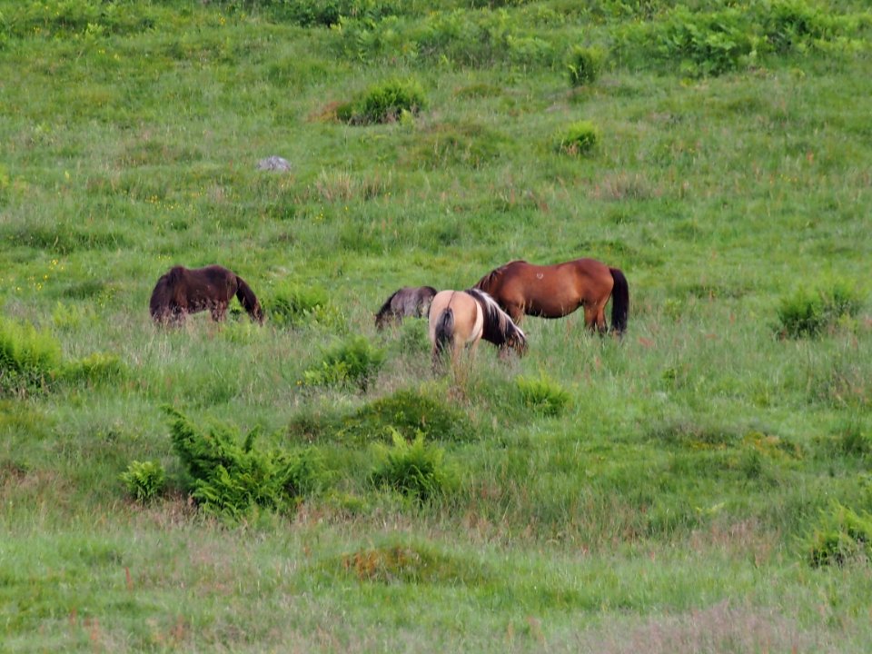 Grassland Pasture Ecosystem Wildlife