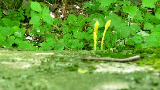 Vegetation Leaf Plant Flora