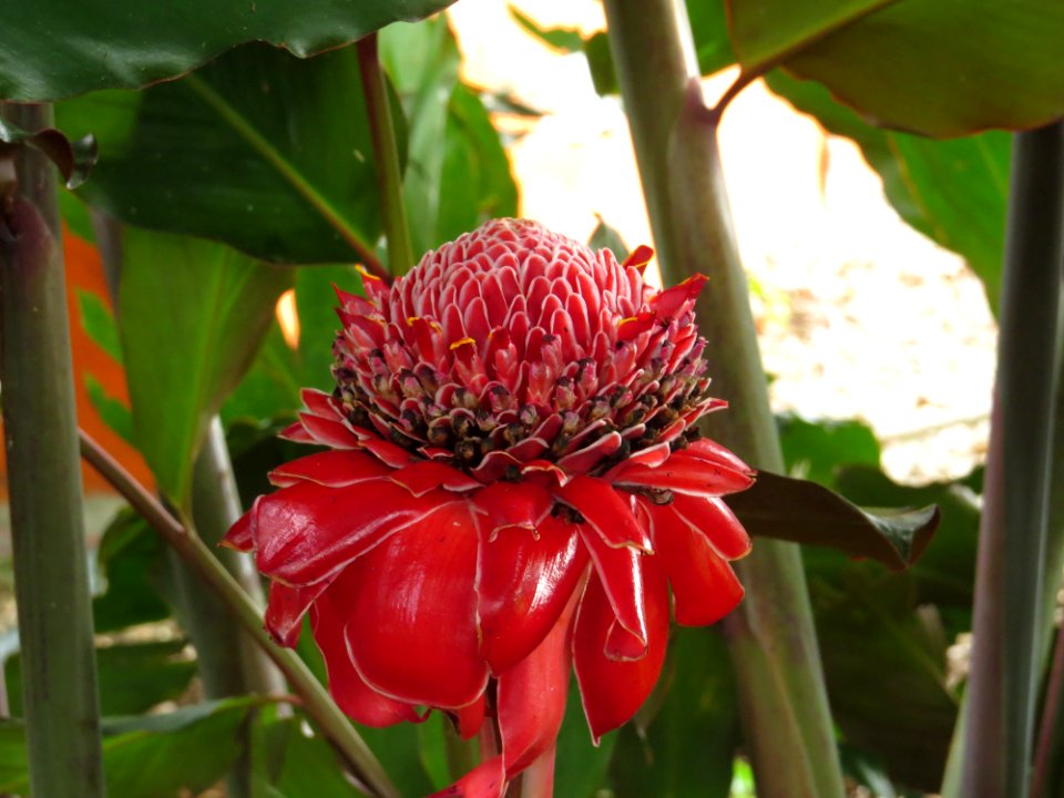 Plant Flora Flower Shrub