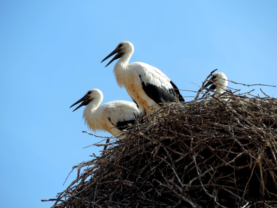 Bird Stork White Stork Ciconiiformes